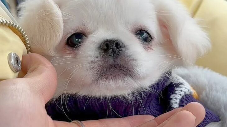 可愛らしい赤ちゃん犬をお迎え→たったの2分後…帰りの車内で見せた『破壊力が高すぎる行動』が170万再生「ほっぺたまらん…」「愛おしい」(ブログ)