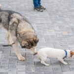 犬同士が『おしりを嗅ぎ合う』4つの理由　挨拶をしているって本当？確認していることとは(ブログ)