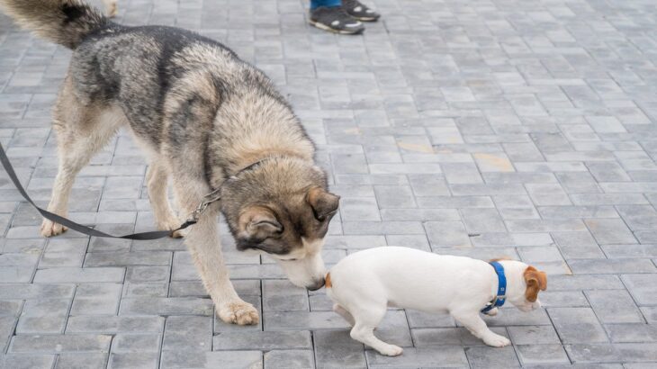 犬同士が『おしりを嗅ぎ合う』4つの理由　挨拶をしているって本当？確認していることとは(ブログ)