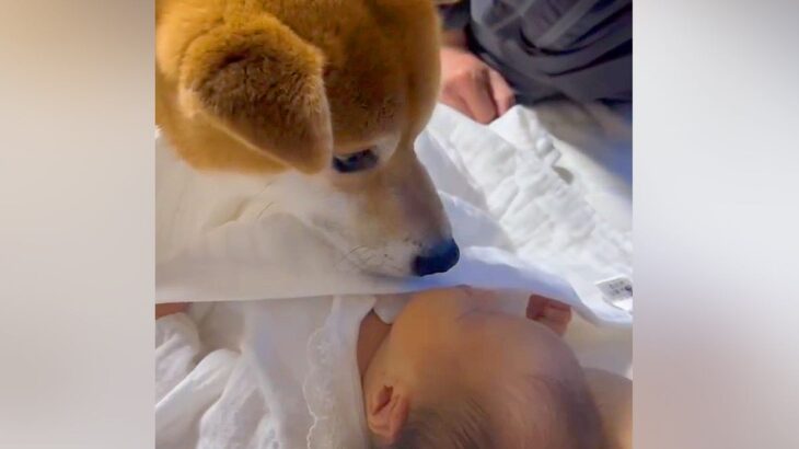 孫が生まれたので『犬と会わせてみた』結果…赤ちゃんとの初対面で見せた『まるで親子のような光景』が65万再生「涙出た」「立派」と感動の声(ブログ)