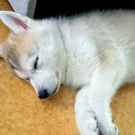 大きい犬を飼うのが夢だった男性→ハスキーの子犬を連れて帰ったら…まさかの『思ってたのと違う成長』に「いいお顔」「まじ可愛い」と反響(ブログ)