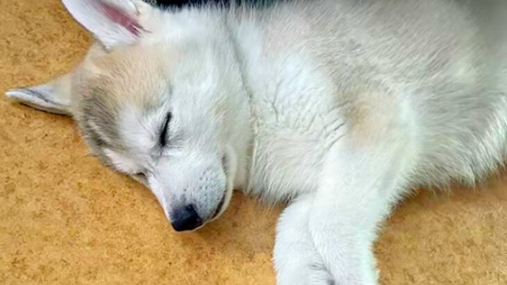 大きい犬を飼うのが夢だった男性→ハスキーの子犬を連れて帰ったら…まさかの『思ってたのと違う成長』に「いいお顔」「まじ可愛い」と反響(ブログ)