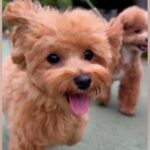 散歩をしている犬2匹→途中でお母さんを見つけて…気付いた瞬間の『わかりやすい態度の違い』が11万再生「勢いすごいｗ」「ニコニコ可愛すぎ」(ブログ)
