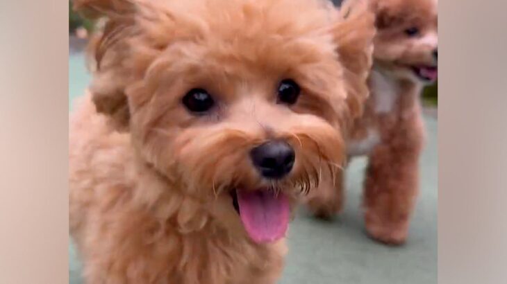 散歩をしている犬2匹→途中でお母さんを見つけて…気付いた瞬間の『わかりやすい態度の違い』が11万再生「勢いすごいｗ」「ニコニコ可愛すぎ」(ブログ)