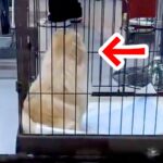 トリミングサロンへ犬をお迎えに→2時間ぶりに再会したら…あまりにも尊い『気付いた瞬間の反応』が196万再生「最高すぎ」「モフモフしたい」(ブログ)