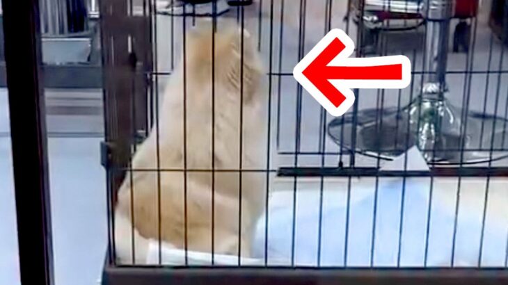 トリミングサロンへ犬をお迎えに→2時間ぶりに再会したら…あまりにも尊い『気付いた瞬間の反応』が196万再生「最高すぎ」「モフモフしたい」(ブログ)