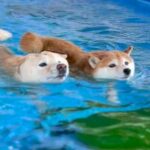 プールで同時に泳ぎをスタートした２匹の犬→同着かと思ったら…まさかの『不憫すぎる結末』が25万再生「困ったお顔ｗ」「何回も見ちゃった」(ブログ)