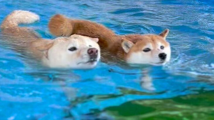 プールで同時に泳ぎをスタートした２匹の犬→同着かと思ったら…まさかの『不憫すぎる結末』が25万再生「困ったお顔ｗ」「何回も見ちゃった」(ブログ)
