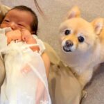 生まれたての赤ちゃんを初めて見た犬→『仲良くできるかな』と思っていたら…まるで本当のお兄ちゃんのような反応が42万再生「愛おしい」と感動(ブログ)