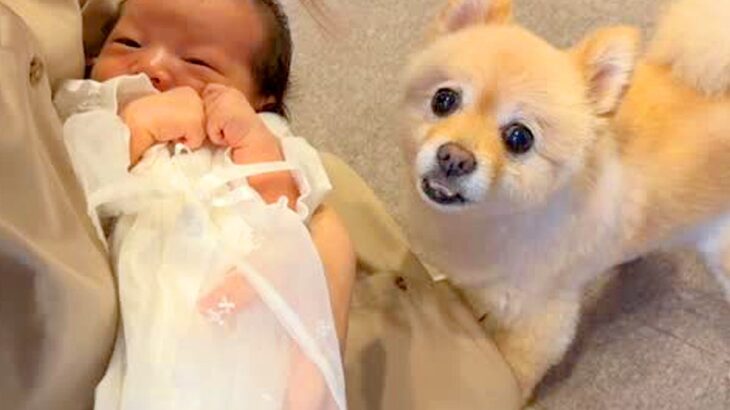 生まれたての赤ちゃんを初めて見た犬→『仲良くできるかな』と思っていたら…まるで本当のお兄ちゃんのような反応が42万再生「愛おしい」と感動(ブログ)