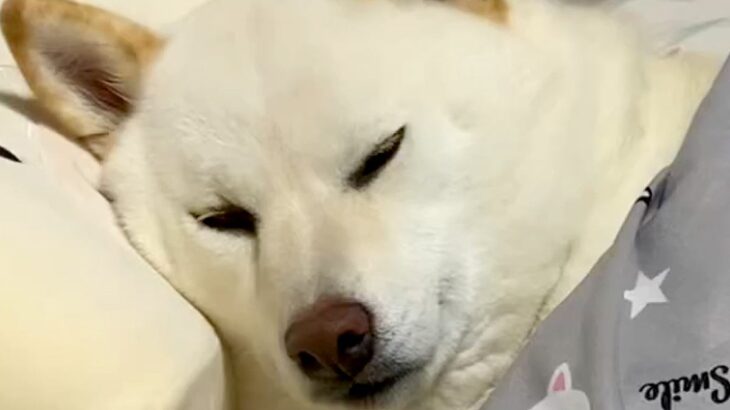 犬を『甘やかして大切に育てた』結果→思った以上に『自由すぎる日常』が125万再生「愛されてるの伝わってきて幸せ」「柴犬最高」と絶賛の声(ブログ)