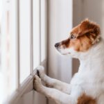 愛犬は留守番中、何をしてる？飼い主が意外と知らない行動や外出前に準備すべきことまで(ブログ)