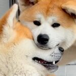 叔父犬と甥っ子犬→愛が強すぎる故に…じゃれ合いがエスカレートした『まさかの行動』が19万再生「ちょ、やめんかって感じｗ」「仲良し」(ブログ)