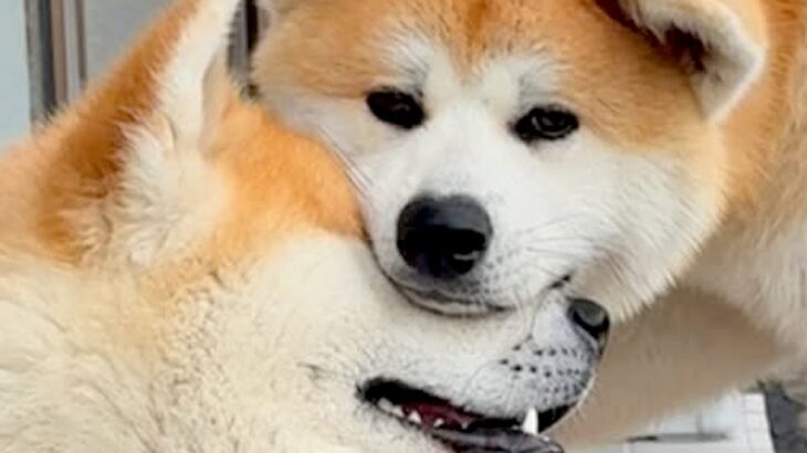 叔父犬と甥っ子犬→愛が強すぎる故に…じゃれ合いがエスカレートした『まさかの行動』が19万再生「ちょ、やめんかって感じｗ」「仲良し」(ブログ)