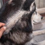 『毛がたくさん抜ける』犬種5選　抜け毛が少ない犬との違いや適切なお手入れまで(ブログ)
