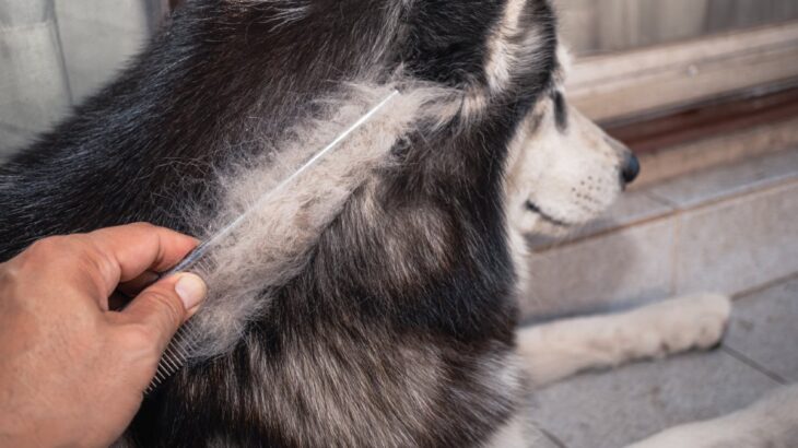 『毛がたくさん抜ける』犬種5選　抜け毛が少ない犬との違いや適切なお手入れまで(ブログ)