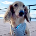 4年半もの間『繁殖犬として生きた犬』を飼った結果→2週間後…思わず泣ける『変化していく光景』が39万再生「優しい飼い主さん」と反響(ブログ)