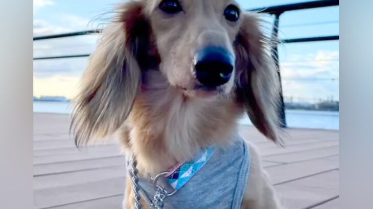 4年半もの間『繁殖犬として生きた犬』を飼った結果→2週間後…思わず泣ける『変化していく光景』が39万再生「優しい飼い主さん」と反響(ブログ)