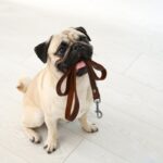 犬の散歩に使うべきではない『危険なリード』5選　絶対NGな理由や起こり得るリスクまで(ブログ)