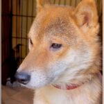 犬を飼ったことがない家庭に『ガリガリの保護犬』がやってきたら…戸惑いながら『幸せを掴む軌跡』に感動　絆を深める光景にほっこりが止まらない(ブログ)