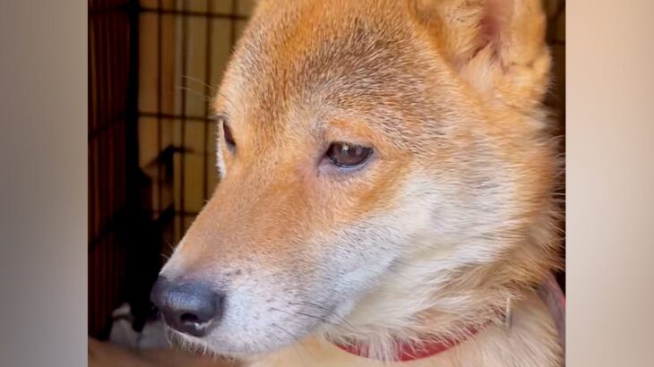 犬を飼ったことがない家庭に『ガリガリの保護犬』がやってきたら…戸惑いながら『幸せを掴む軌跡』に感動　絆を深める光景にほっこりが止まらない(ブログ)