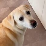 なぜか暇になるとトイレに行く大型犬→おしっこを見せつける『まさかの理由』が可愛すぎると111万再生「ウキウキｗ」「愛らしい」と絶賛の声(ブログ)