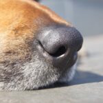 犬が『鼻を鳴らす』理由5選　音のパターンごとの心理や注意すべき状態まで(ブログ)