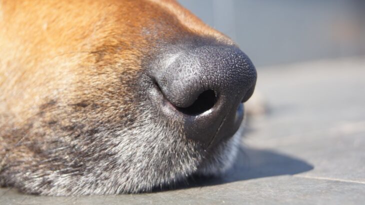 犬が『鼻を鳴らす』理由5選　音のパターンごとの心理や注意すべき状態まで(ブログ)