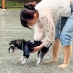 プールに連れて行った犬がフリーズ→『嫌な思いをさせてしまった』と反省していたら…3分後に見せた『まさかの変化』に反響「最高ｗ」「可愛い」(ブログ)