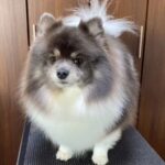 もふもふに毛が伸びた犬→『カットしたらスリムになるかな』と思ったら…想定と違う『トリミング後の光景』が634万再生「毛瘦せするタイプｗ」(ブログ)