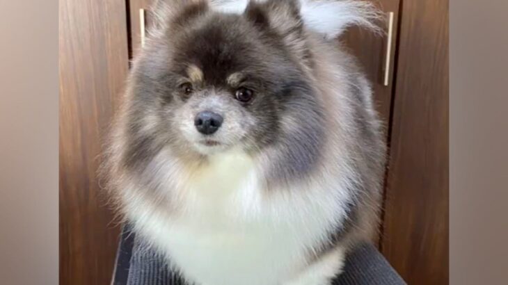 もふもふに毛が伸びた犬→『カットしたらスリムになるかな』と思ったら…想定と違う『トリミング後の光景』が634万再生「毛瘦せするタイプｗ」(ブログ)