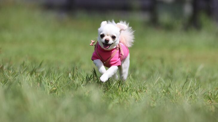 愛犬が『おいでに反応してくれない』理由とは　呼んでも来てくれないのは、嫌われているから？(ブログ)