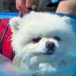 お家でプール開き→『犬が喜んで泳いでくれる』と思っていたら…想定と違いすぎる『まさかの反応』が101万表示「泳ぐ気ゼロｗｗ」と爆笑(ブログ)