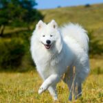 『暑さに弱いといわれている犬種』5選　苦手な理由や夏場にすべき対策まで(ブログ)