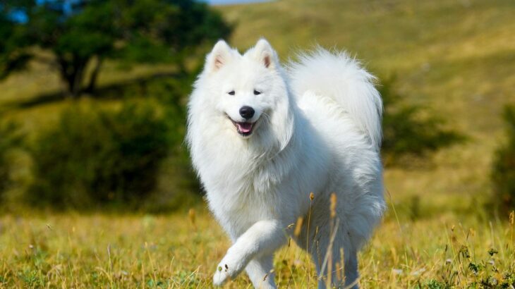 『暑さに弱いといわれている犬種』5選　苦手な理由や夏場にすべき対策まで(ブログ)