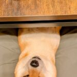 食事中、ふと下の方を見てみた結果→いつの間にか犬が…想定外だった『まさかの光景』に6万3000いいね「直立で笑った」「常習犯ｗｗ」と爆笑(ブログ)