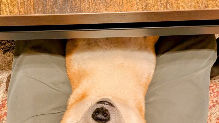 食事中、ふと下の方を見てみた結果→いつの間にか犬が…想定外だった『まさかの光景』に6万3000いいね「直立で笑った」「常習犯ｗｗ」と爆笑(ブログ)