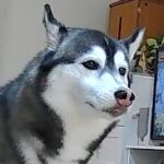 カメラで部屋を覗いたら、留守番中の大型犬が…絶望的すぎる『衝撃の瞬間』に6万いいね集まる「あかーーん！ｗｗ」「覚悟決めた顔で草」と爆笑(ブログ)