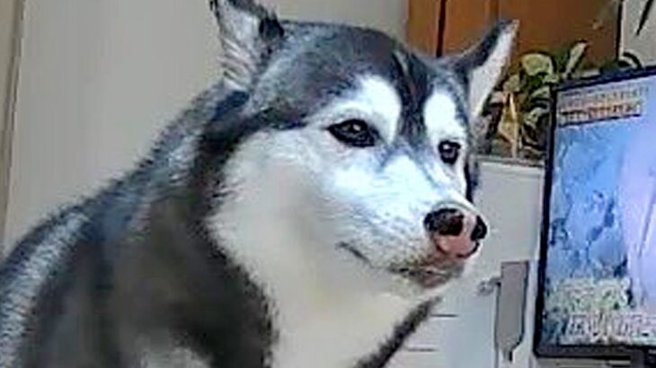 カメラで部屋を覗いたら、留守番中の大型犬が…絶望的すぎる『衝撃の瞬間』に6万いいね集まる「あかーーん！ｗｗ」「覚悟決めた顔で草」と爆笑(ブログ)