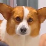 ドライヤー中、助けてほしそうにしている犬→『オテ』と伝えてみたら…反射で出た行動が可愛すぎると23万再生「逃げないの偉い」「訴えてるｗ」(ブログ)