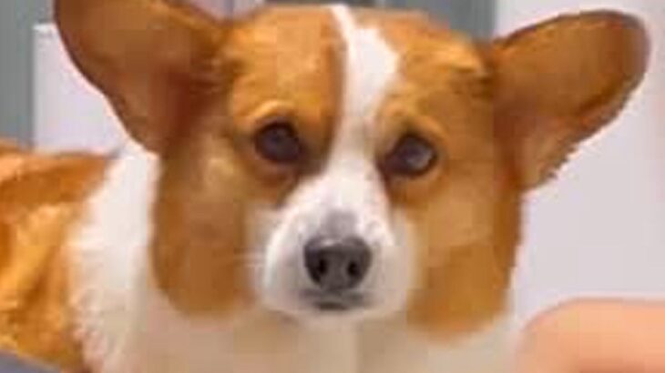ドライヤー中、助けてほしそうにしている犬→『オテ』と伝えてみたら…反射で出た行動が可愛すぎると23万再生「逃げないの偉い」「訴えてるｗ」(ブログ)