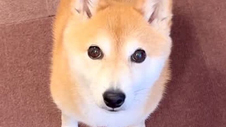 『結婚して実家を離れた兄』が夕飯を食べに帰省予定→食器を準備してたら、犬が…察しが良すぎる『まさかの行動』が223万再生「愛が溢れてる」(ブログ)
