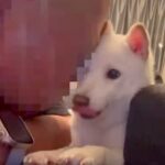 犬を愛しすぎている男性→全力の愛情表現をした結果…あまりにも切ない『ガチ拒否』が75万再生「嫌がられてて草」「わかるｗ」共感の声も(ブログ)