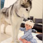 赤ちゃんが『ハスキー犬と遊びたい』とアピールした結果→もはや『本当の弟』のような光景が81万再生「なんて優しい世界」「癒された」と反響(ブログ)