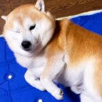 静かに家に帰ったら、熟睡していたはずの犬が…あまりにも尊い『おかえりなさいのおもてなし』が5万再生「ねぼちゅけ可愛すぎｗ」「愛おしい」(ブログ)
