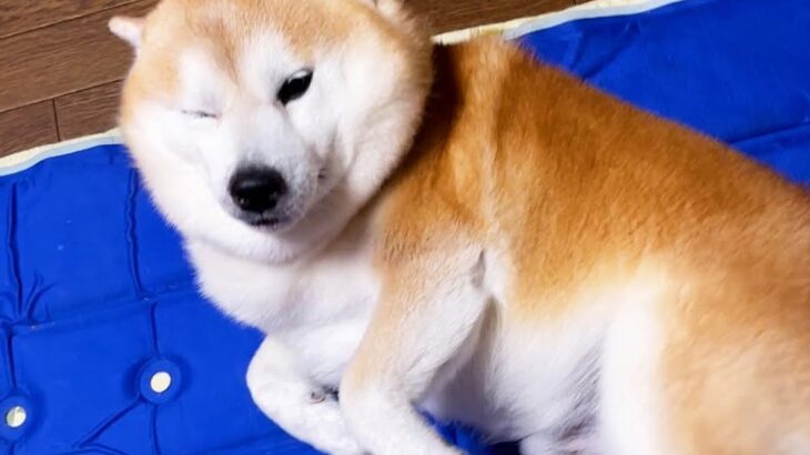 静かに家に帰ったら、熟睡していたはずの犬が…あまりにも尊い『おかえりなさいのおもてなし』が5万再生「ねぼちゅけ可愛すぎｗ」「愛おしい」(ブログ)