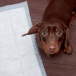 犬の細菌性尿路感染症（UTI）とは？主な原因や症状、治療法まで【獣医が解説】(ブログ)