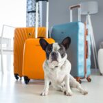 犬を連れて帰省するときに注意すべきこととは　起こり得るトラブルや予防策をご紹介(ブログ)