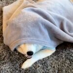 犬に目隠しをしている間におもちゃを隠したら…『必死に探し回る姿』が可愛すぎると17万再生「とっても楽しそう」「待ってるときから可愛い」(ブログ)