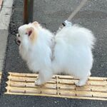 いつも散歩中に通るセブンイレブン→なぜか犬が…1回も入ったことがないのに見せた『常連のような光景』に1万いいね「可愛い」「匂いかな？」(ブログ)